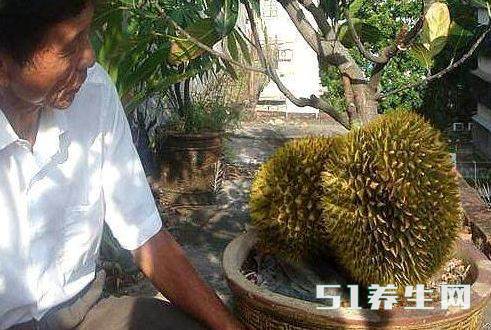 榴莲盆栽 榴莲盆栽