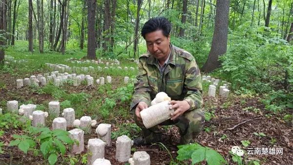 楚雄州林下珍稀野生食用菌生态培育关键技术研