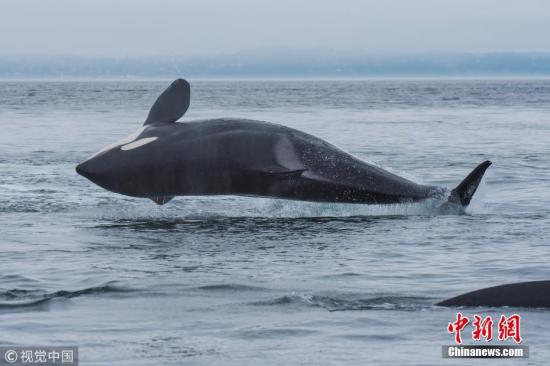 资料图：虎鲸。 图片来源：视觉中国