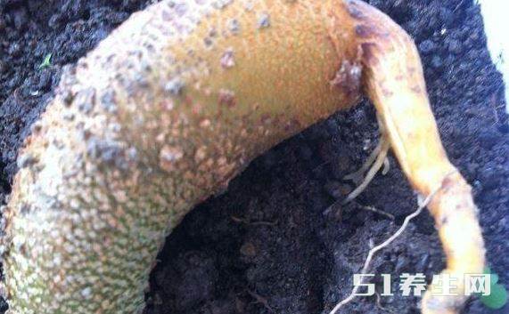 榴莲盆栽 榴莲盆栽