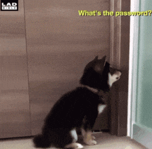 搞笑gif趣图段子:这是一个专业素质过硬的小姐姐