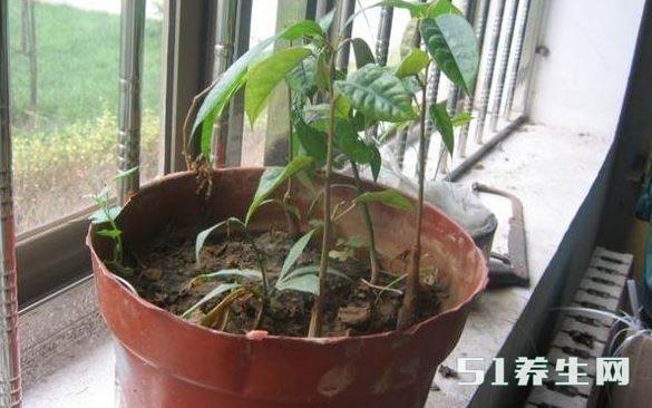 榴莲盆栽 榴莲盆栽