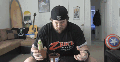 当爱作死的外国人遇到一盆仙人掌会擦出怎样的火花?看着太特么疼了!