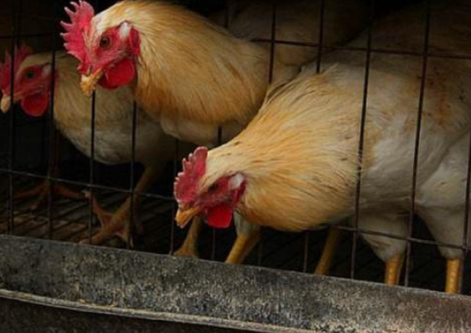 为什么有些养鸡场要用仙人掌喂鸡,真的能治病