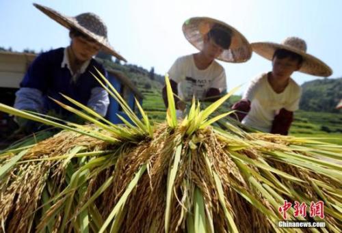 首个“中国农民丰收节”庆典活动将持续约半月