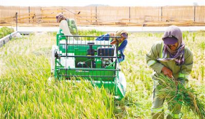 中国科学家阿联酋沙漠试验海水稻：或覆盖迪拜至少10%土地