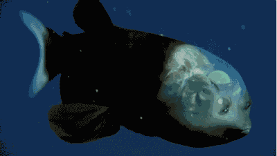 大海深处 大海深处的