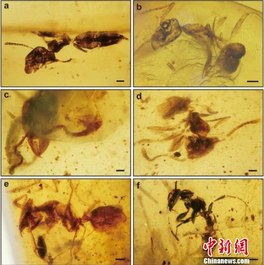 中外科学家在缅甸中部发现7200万年前新琥珀生物群