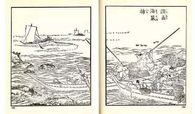 我在北海道，捉住了一条海参！
