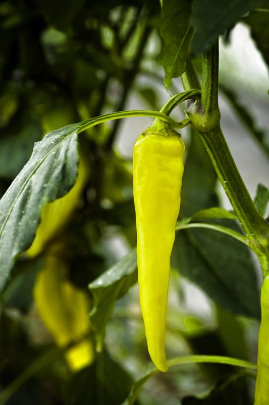 延缓吸收,降低血糖,这样的降糖辣椒,你知道吗?