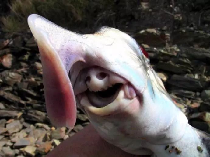 大海深处的“妖魔鬼怪”到底有多可怕?