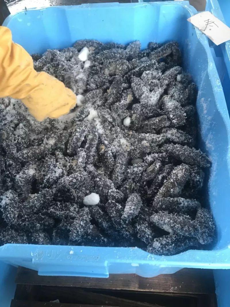 我在北海道，捉住了一条海参！