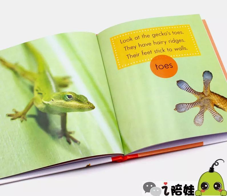 蝴蝶英语怎么讲 0CD3F307409B8C4038F8CB295D9D6C877572B9E3_size59_w795_h686.jpeg