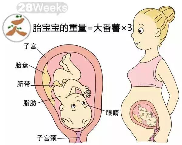 十个月宝宝都在妈妈的肚子里做什么呢？