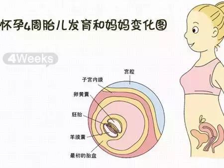 十个月宝宝都在妈妈的肚子里做什么呢？