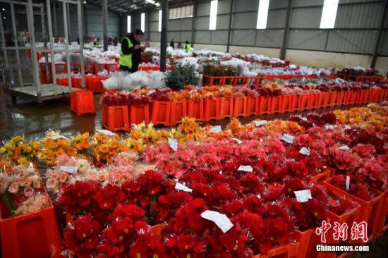 昆明国际花卉拍卖交易中心工作人员对鲜花进行质量评定。 中新社记者 刘冉阳 摄