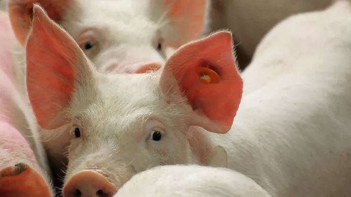 河北多人感染猪病毒死亡？近期猪肉不能吃了？假的！