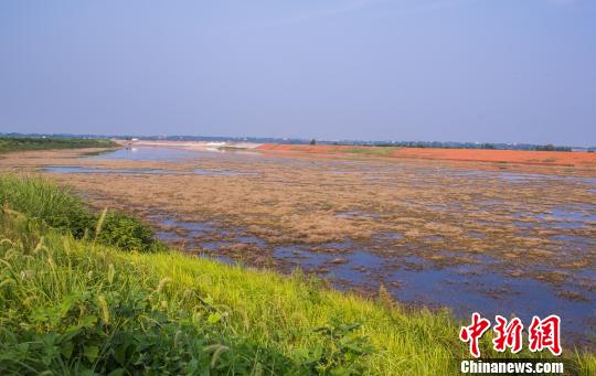 江西共青城博阳河水位见底，大面积水域已变成滩涂。8月10日摄 杨牧青 摄