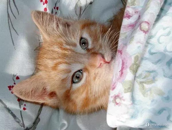 联宠:以管理软件为基础,打造宠物医院服务闭环