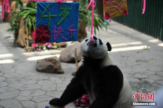 中国加快建设大熊猫国家公园 面积逾2.7万平方公里