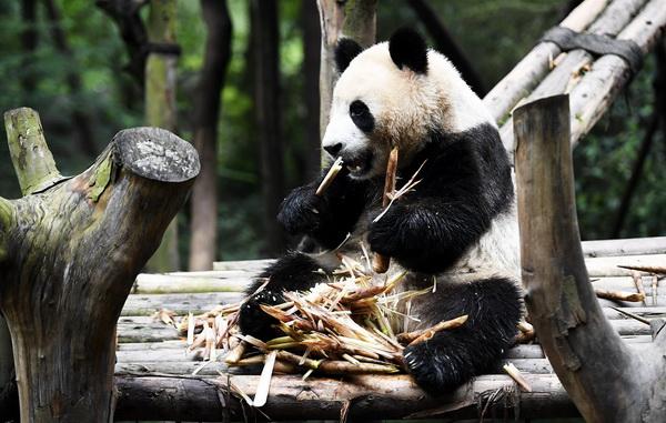 国家林草局：圈养大熊猫保持90%遗传多样性的时间达两百年
