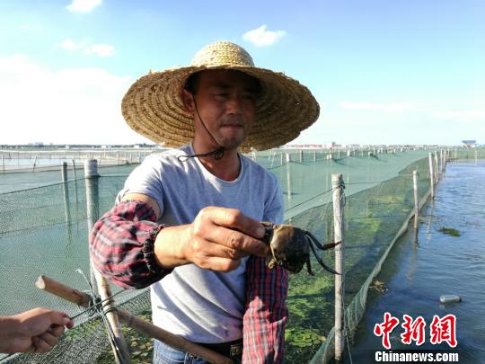 苏州阳澄湖水质持续提升 今年大闸蟹预计增产10%