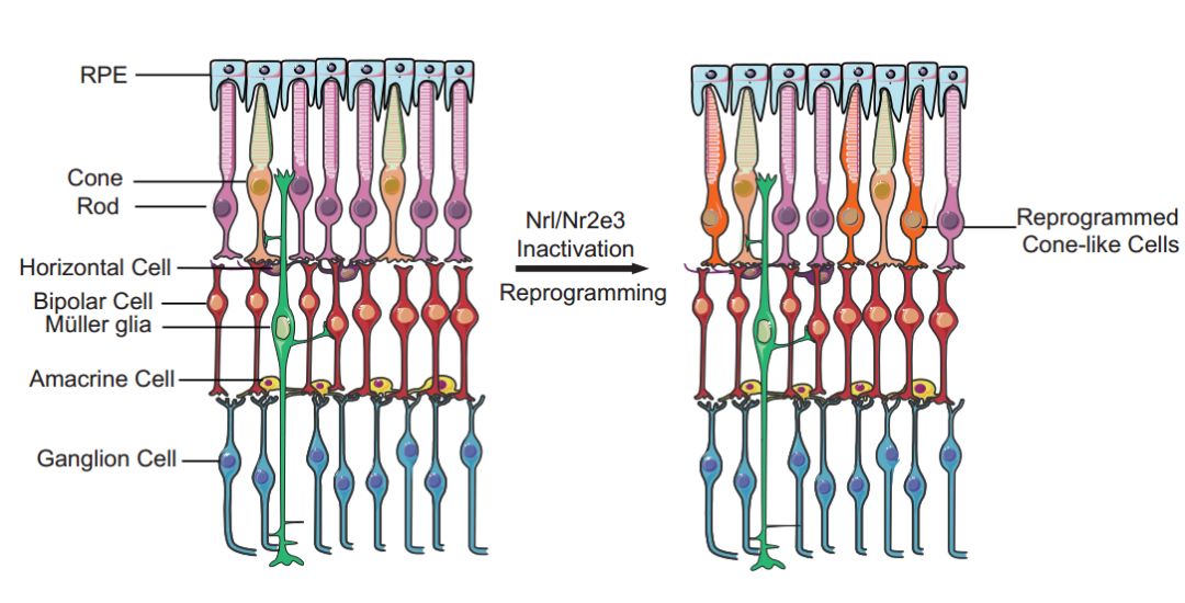 华人学者让先天眼盲小鼠首次看见光明!