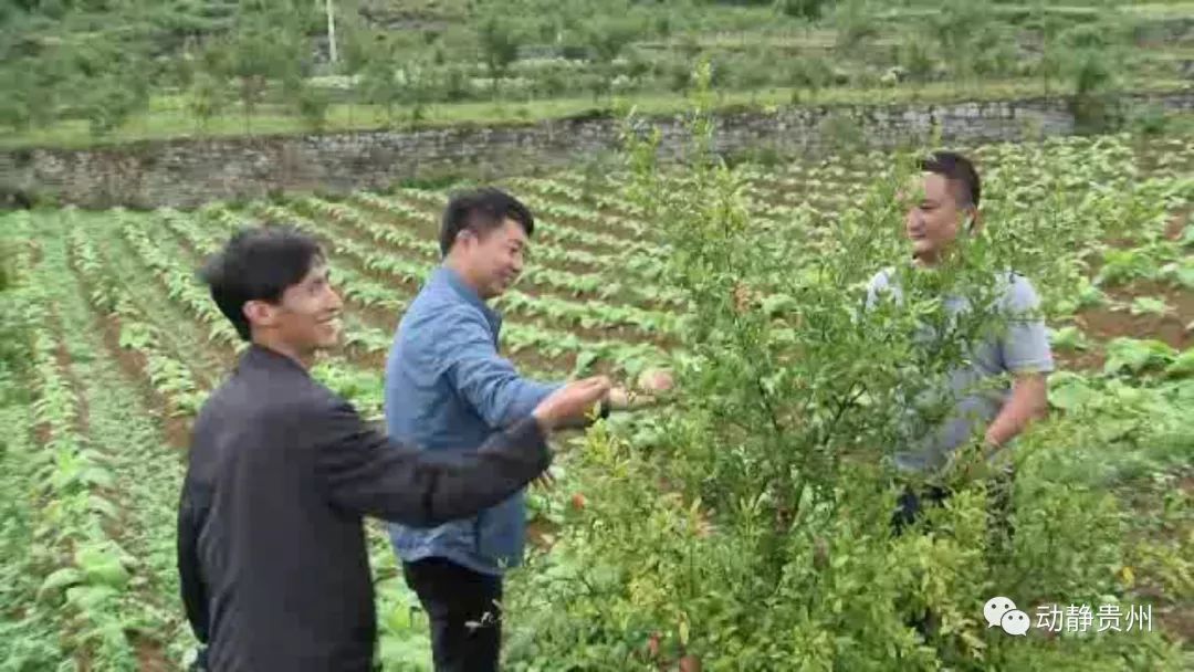 贵州这名驻村兄弟,带着干部去扶贫父亲2890加粉步奏图片