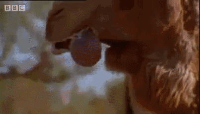 这真是恶心他妈给恶心开门,恶心到家了.