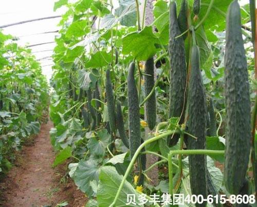 大棚种植黄瓜高产,关键时期巧用药,亩产3万多
