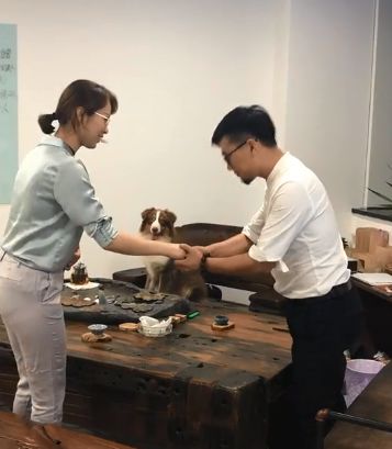 边牧见美女和主人美女伸出,握手客户也想握一大连爪子信微图片