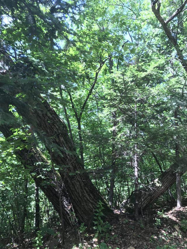 东北野生椴树蜜哪个牌子好，东北野生椴树蜜该怎么挑选？