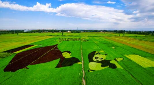 尽收眼底 航拍新疆伊犁察布查尔县巨幅3D稻田画