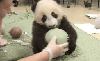 壁纸 大熊猫 动物 344_211 gif 动态图 动图