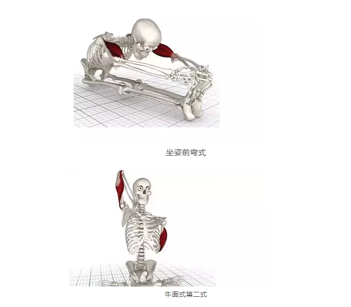 骨骼版的瑜珈动作展示图 让你想练哪里练哪里
