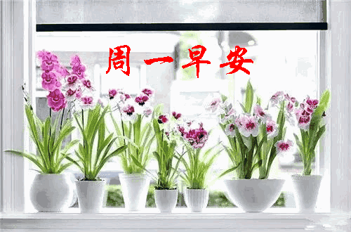 周一早上好,美好的一周从我的祝福开启!