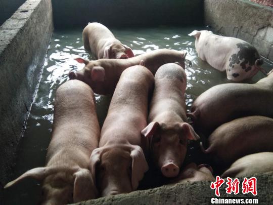 养殖户张玉军虽然不停的排水，猪圈内依然积水很深。　朱志庚 摄