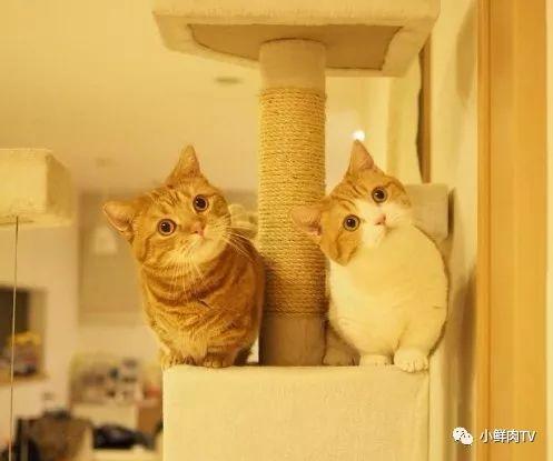 土味情话大起底