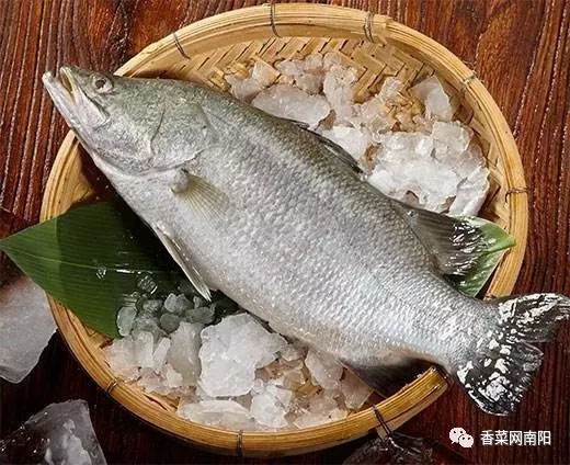 三种深海鱼对比游龙斑欧鲽鱼海鲈鱼每位厨师都应该知道