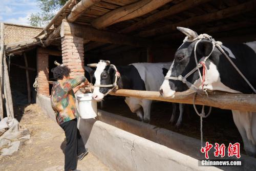 63岁的吴秀芳仍然每天坚持干农活。刘湃 摄