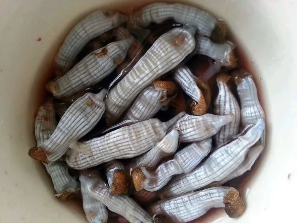 防城港开海节十大必吃海鲜之八【泥丁】篇 | 先识后食