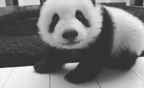 看山看水看熊猫!@首届中国大熊猫国际文化周