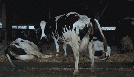 确定不是在搞笑?用这盛饭吃究竟是什么