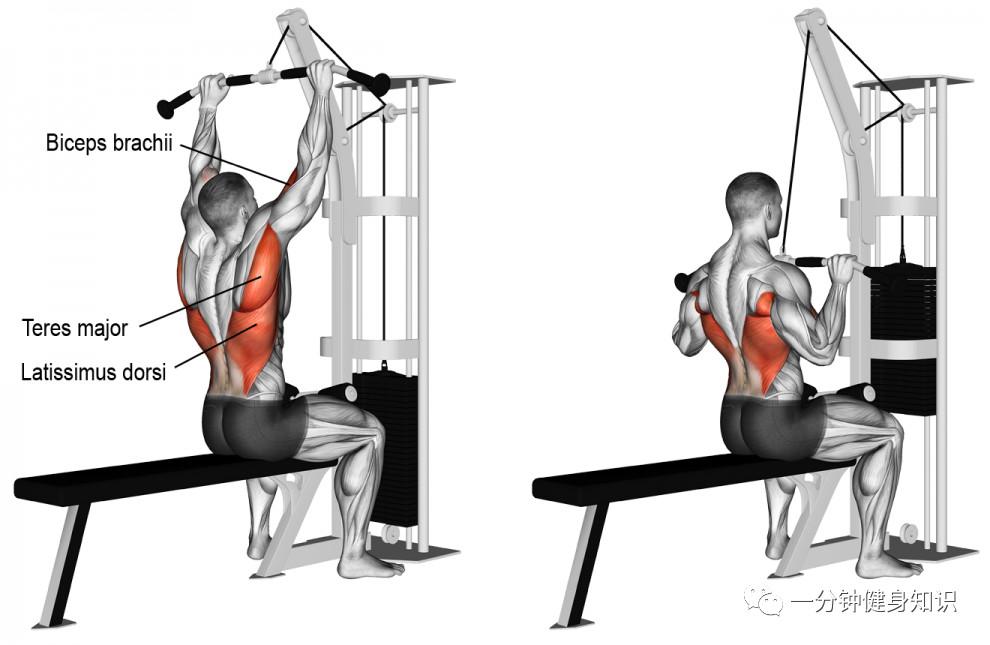 第149讲:科学指导下的背部练习指南