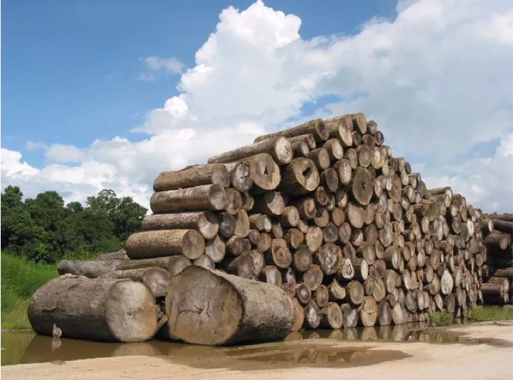 实时报道 | 中美贸易战木材价格上涨,物流托盘首