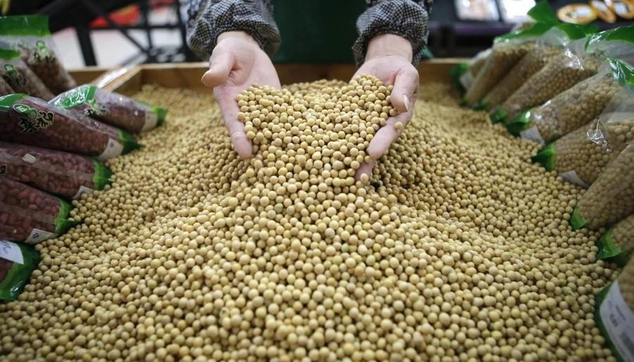 美国1%的农业人口养活了3亿人!为何中国大豆