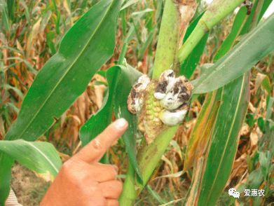 【种植技术】玉米畸形原因以及预防措施