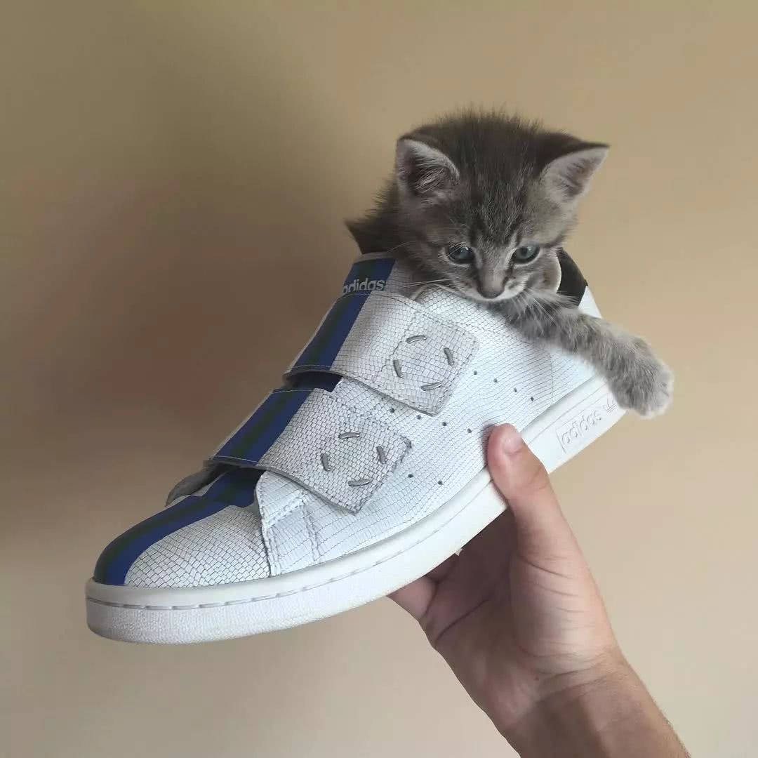 壁纸 | 做我的猫,你可以跟我的球鞋潮衣一起睡