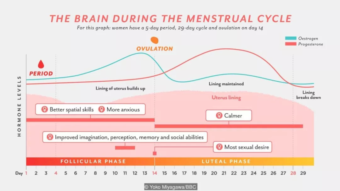 月经改变女性大脑:这种机制令大脑运作更清晰