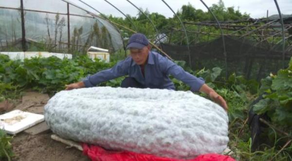 390斤！杭州老农种出中国最重“冬瓜王”